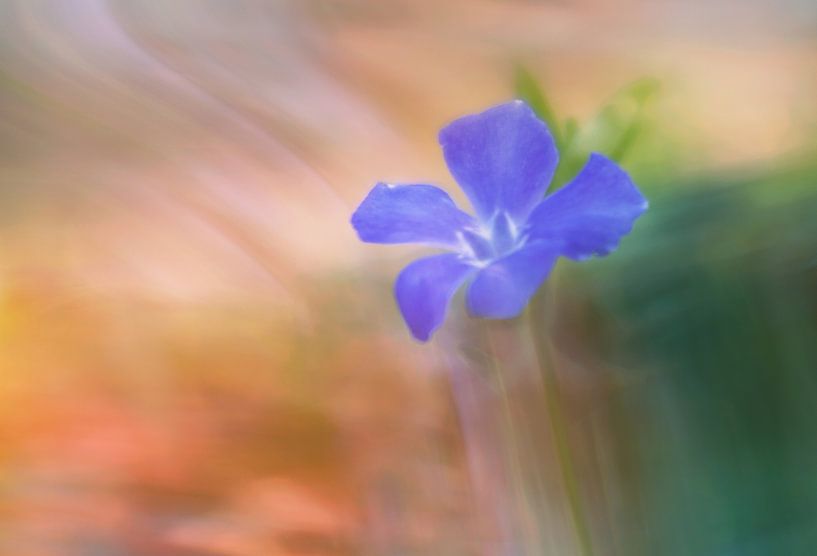 violette Blume von Remco loeffen