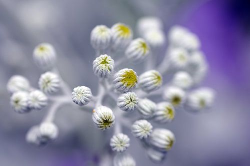 Silver work, Zilverkruiskruid Macrofotografie