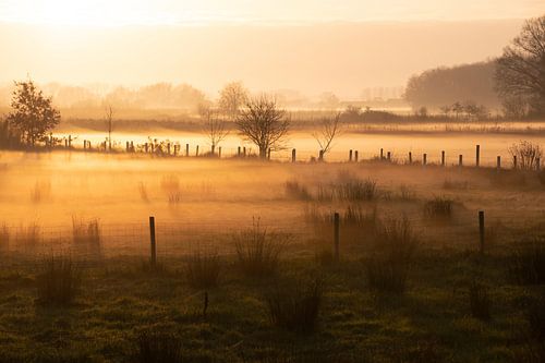 winter fog in zeeland, the Netherlands (2)