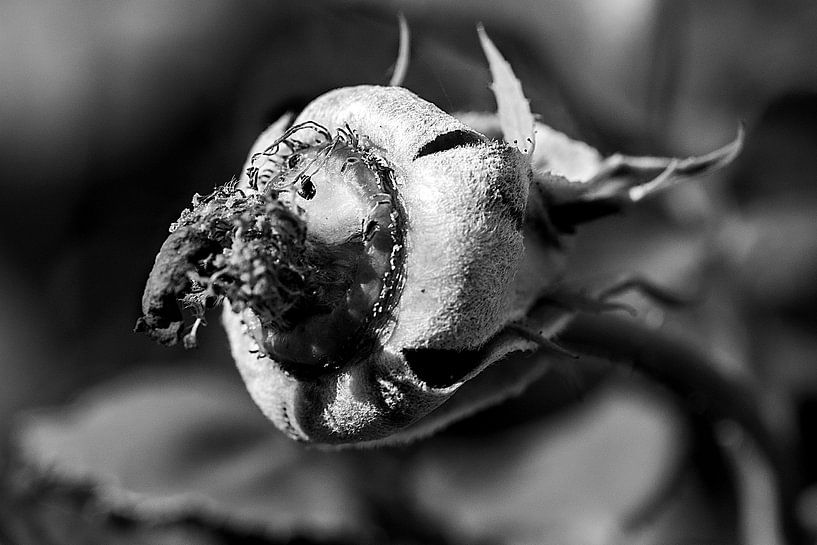 Dryad / face of nature &quot;Gonzo blossom&quot; by Flatfield