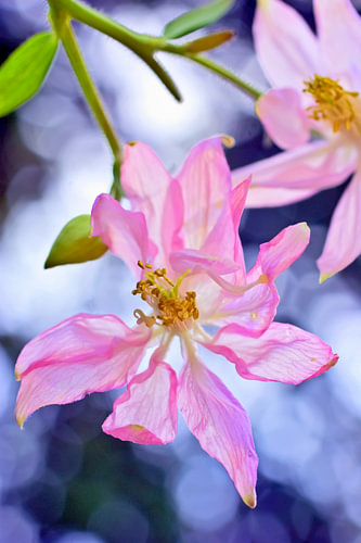 pink flowers