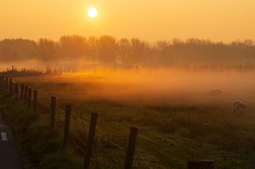 Brouillard pendant le lever du soleil. sur Anneke Antonides
