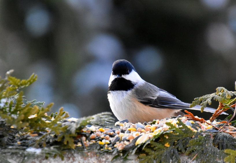 A tit at the feeder by Claude Laprise