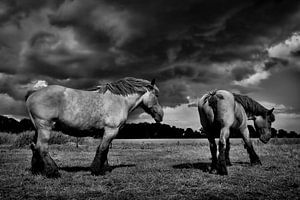 trekpaarden
