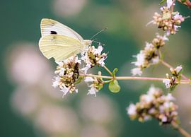 Small cabbage white butterfly by ManfredFotos