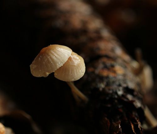 Hiding and entangled