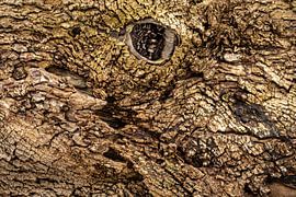 watchful tree by Eugene Winthagen