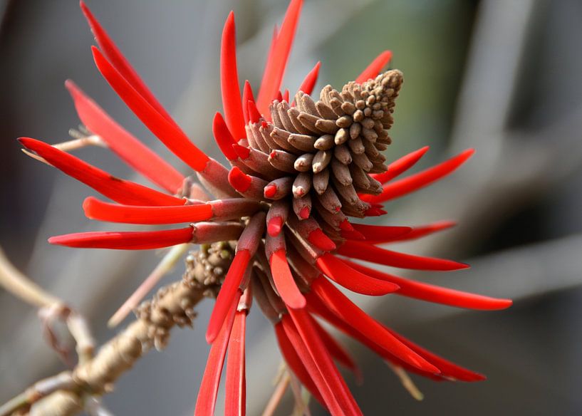 red flower by Alex Neumayer