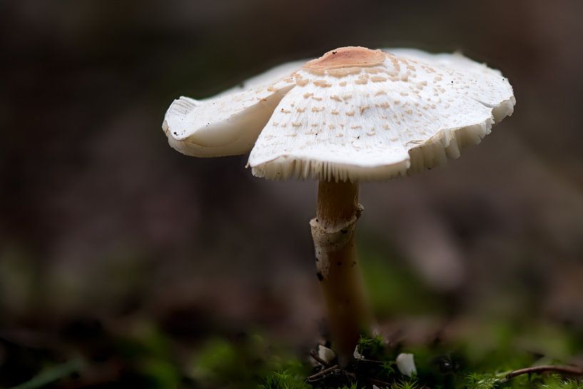 Mushroom with a broken corner by Wim Stolwerk
