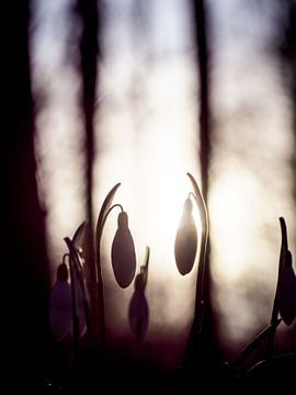 Perce-neige à l'heure dorée