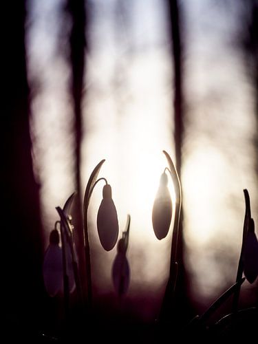 Sneeuwklokjes In Het Gouden Uur