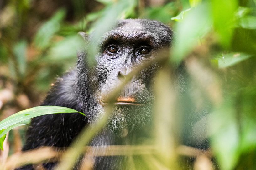 Schimpanse / Afrikanische Landschaft / Naturfotografie / Uganda von Jikke Patist
