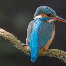 The kingfisher in her characteristic way looking out over the water by Eric Wander