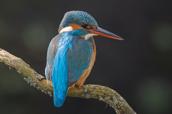 De ijsvogel op haar karakteristieke wijze uitkijkend over het water