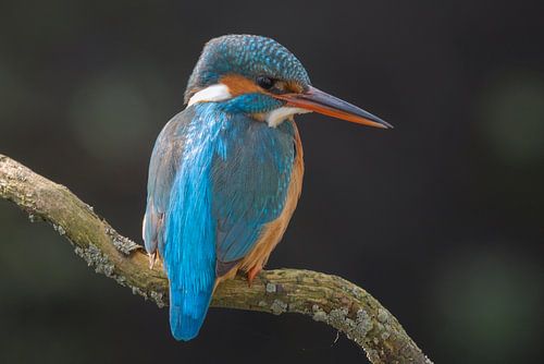 De ijsvogel op haar karakteristieke wijze uitkijkend over het water