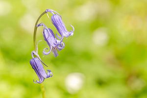 Cloches violettes