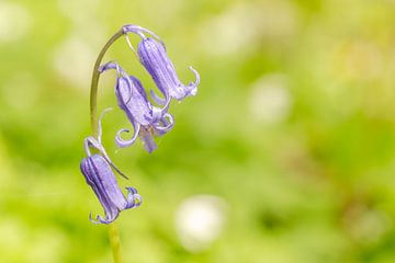 Cloches violettes sur Jan Lambert