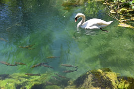 Swan and fish by Erik Buitenhuis