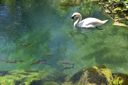 Swan and fish