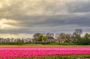 Schokland Insel mit Tulpen im Frühling