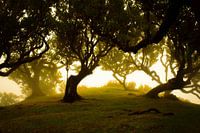 sunlight shining through trees on madeira in the morning