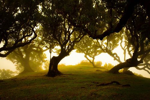 sunlight shining through trees on madeira in the morning