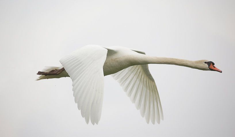 Höckerschwan von Frank Smedts