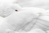 Silent Observer by Tim Rensing thumbnail