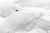 Silent Observer