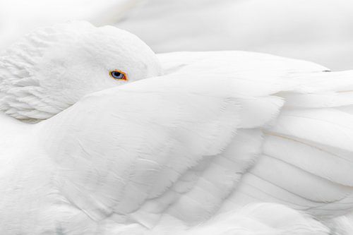 Stiller Beobachter von Tim Rensing