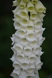 Foxglove