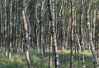 Birch trees