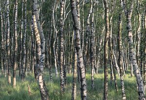 Birch trees von Wouter Bos