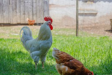 Weißer Hahn und braune Henne auf grünem Gras von de-nue-pic