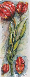Tulipes de Hollande.