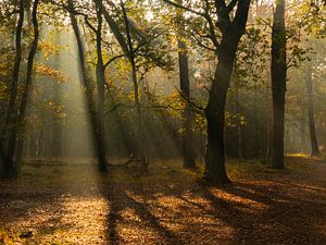 Sunbeams by Diane van Veen