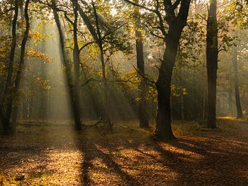 Zonneharpen in het bos van Diane van Veen