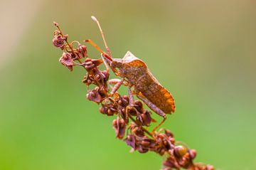 Punaise brune assise sur une plante desséchée sur Mario Plechaty Photography