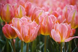 Pretty princesses by Johan Vergouwen