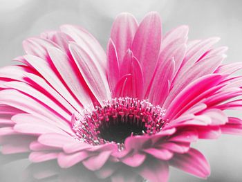 Gerbera Pink