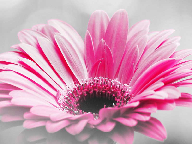 Gerbera Pink by Mirakels Kiekje