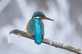 Martin-pêcheur en hiver, Alcedo Atthis