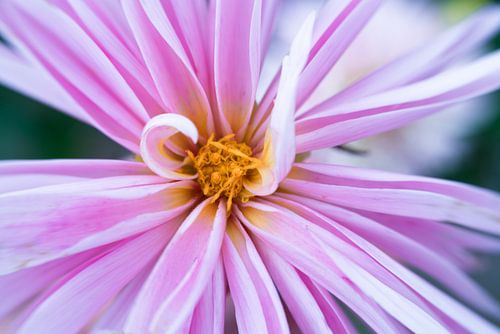 Yoo-hoo ! Me voici !