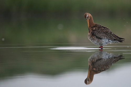 Grutto staand in het water