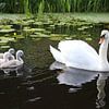 Swan and Cygnets: Graceful Family Swim in Creek by Martijn Schrijver