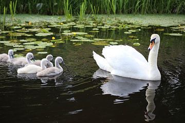 Schwan und Schwanenküken schwimmen in einem Bach von Martijn Schrijver