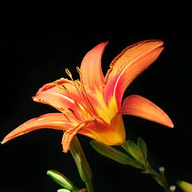 Botanische bloemstillevenkunst met bloeiende oranje lelies. van Jelena Jovanovic Fine Art