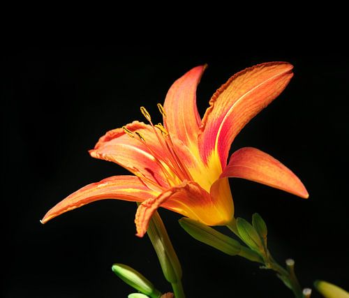 Botanische bloemstillevenkunst met bloeiende oranje lelies.