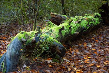 Tronc d'arbre tombé avec de la mousse dans la forêt de Berger sur Bram Lubbers