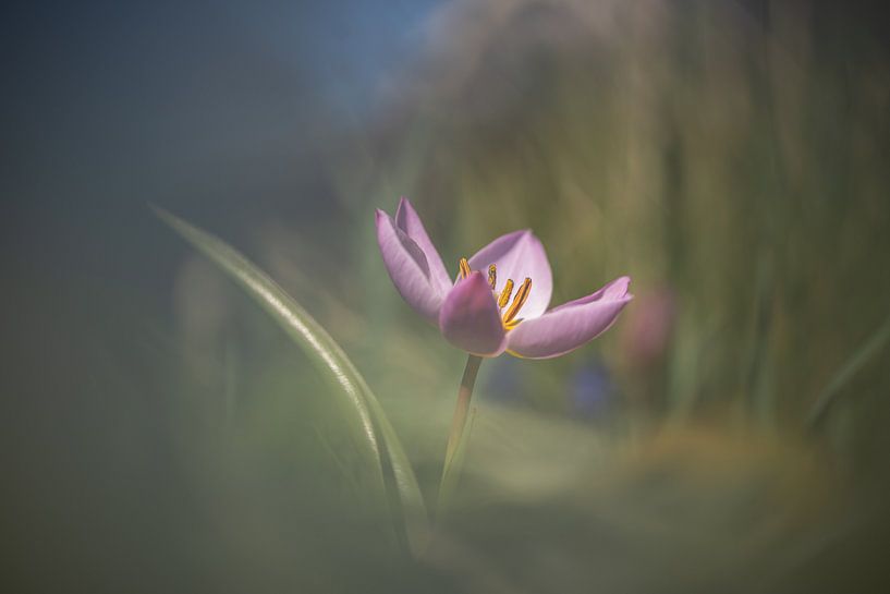 Tulipe auriculaire par Bernadette Alkemade